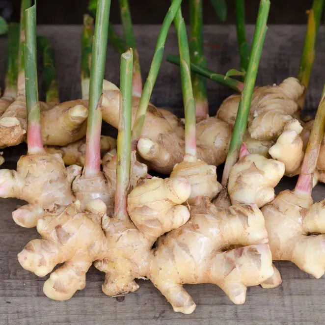 Brown Ginger herb seeds