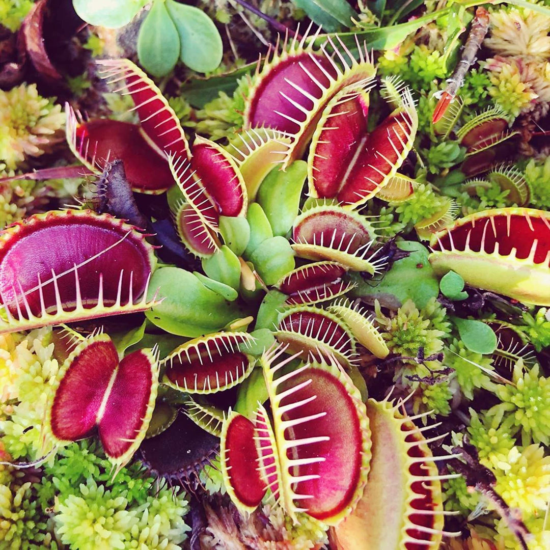 Carnivorous Plant herb seeds