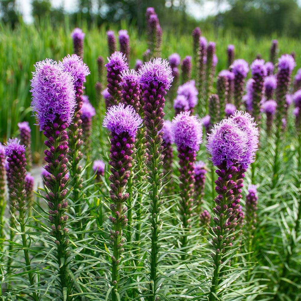 Liatris-Blumensamen Lila – Erbstück, gentechnikfrei, hohe Keimrate