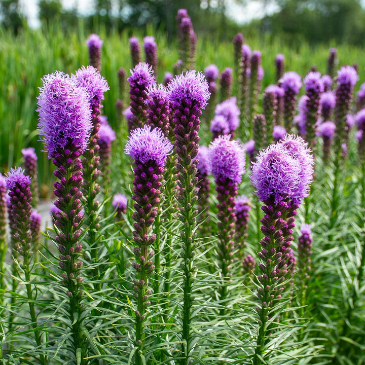 Liatris-Blumensamen Lila – Erbstück, gentechnikfrei, hohe Keimrate
