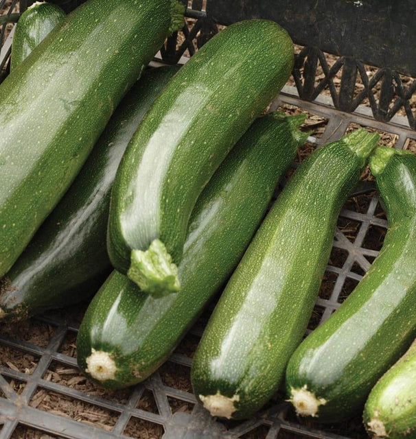 Black Beauty Zucchini Seeds – Heirloom, Non-GMO, High Germination Organic Vegetable Garden Seeds