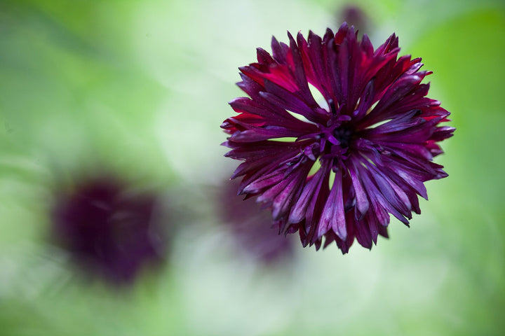 Dark Purple Centaurea Cyanus Flower Seeds for Planting – Heirloom Non-GMO High Germination Seeds Seeds for Planting Organic Garden Seeds