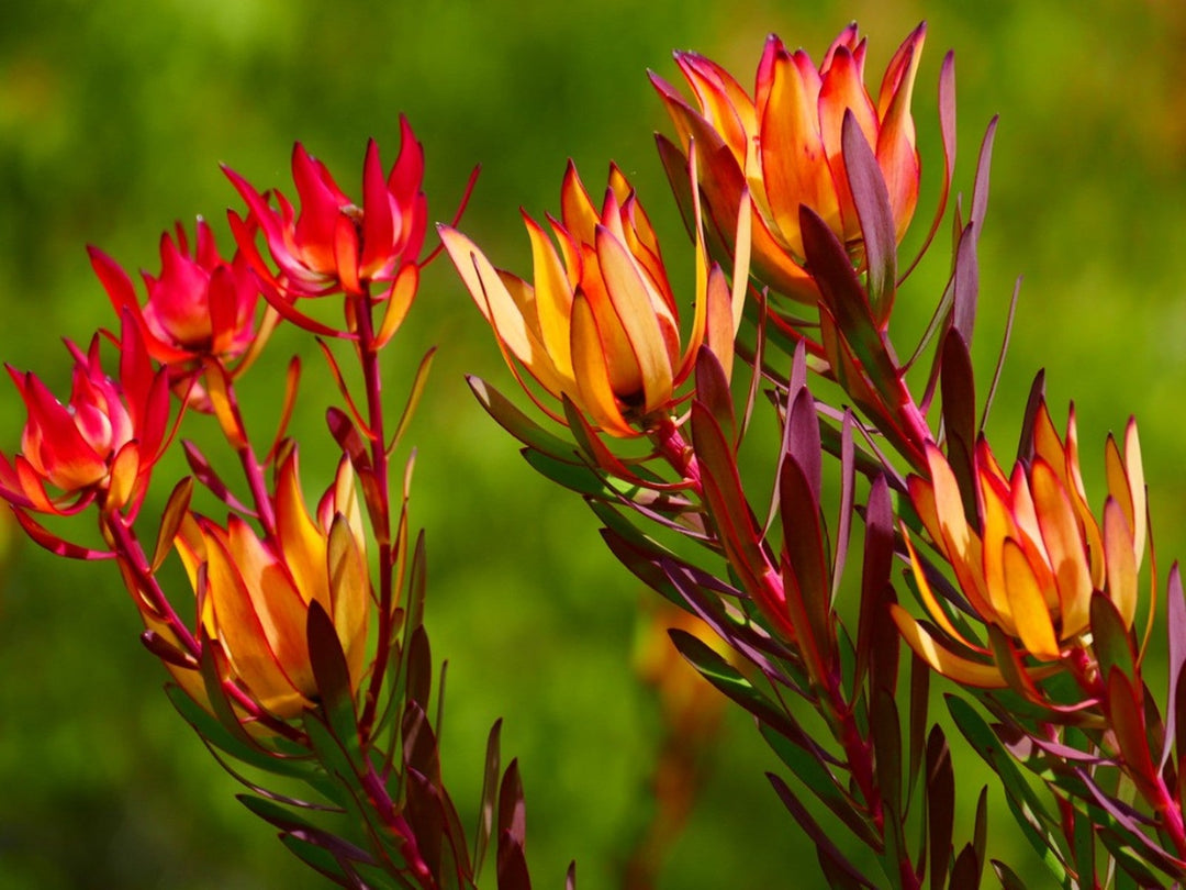 Red Yellow Leucadendron Flower Seeds – Heirloom Non-GMO High Germination Seeds
