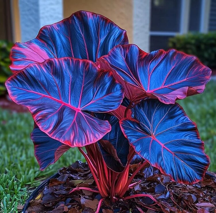 Caladium Bicolor Flower Seeds For Planting Blue Green Red – Heirloom, Non-GMO, High Germination Seeds, Seeds for Planting Organic Garden Seeds