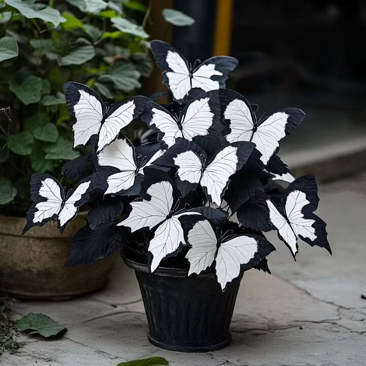 Moonlight Butterfly Begonia - White Seeds for Planting | Heirloom Non-GMO Organic Garden Seeds