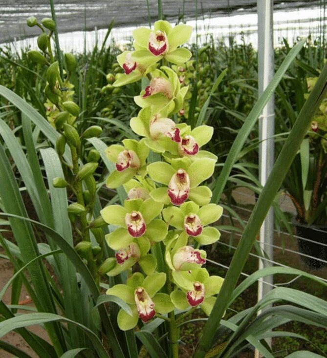 Green Cymbidium Orchid Flower Seeds – Heirloom, Non-GMO, High Germination Seeds