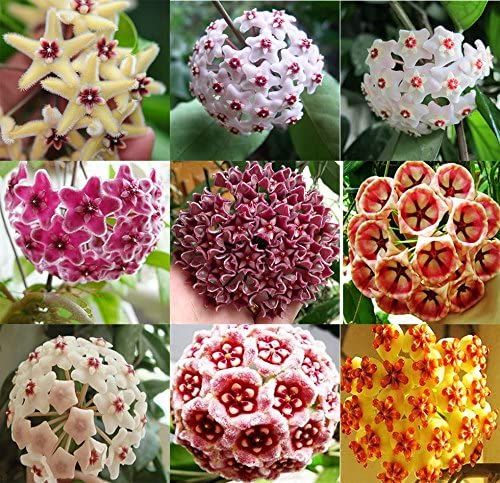Hoya Carnosa Flower Seeds Mixed – Heirloom, Non-GMO, High Germination Seeds