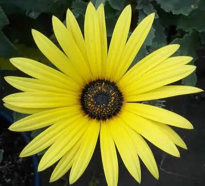 Arctotis Flower Seeds Yellow for Planting – Heirloom Non-GMO High Germination Organic Seeds