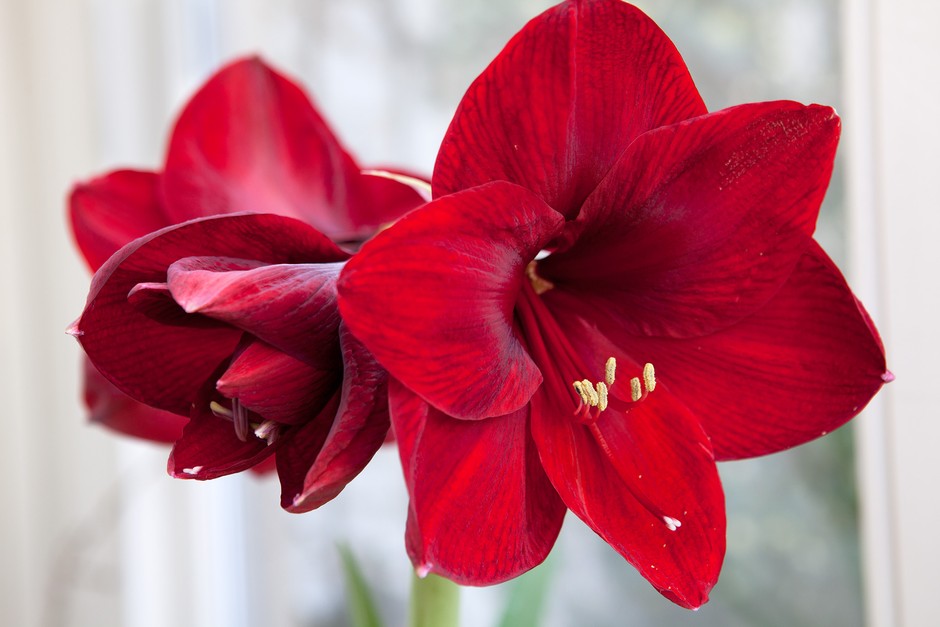 Red Giant Amaryllis Flower Seeds – Heirloom Non-GMO High Germination Seeds
