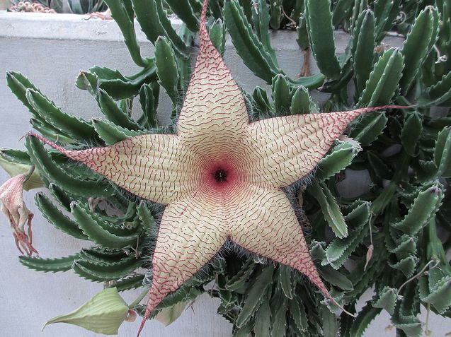 White Stapelia Flower Seeds Heirloom Non-GMO High Germination Organic Seeds for Planting