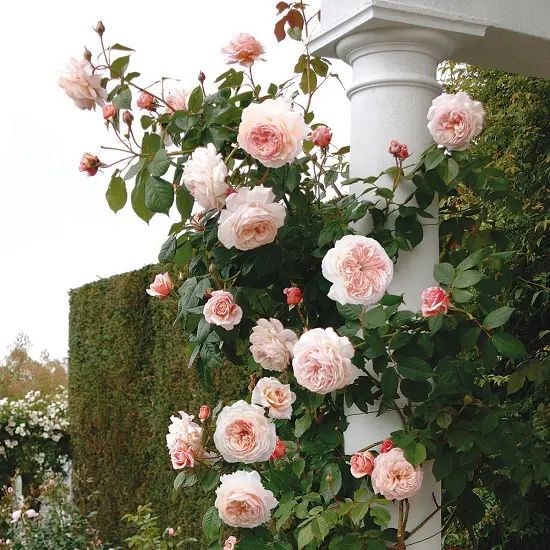 Cream Rose Flower Seeds for Planting – Heirloom Non-GMO High Germination Seeds