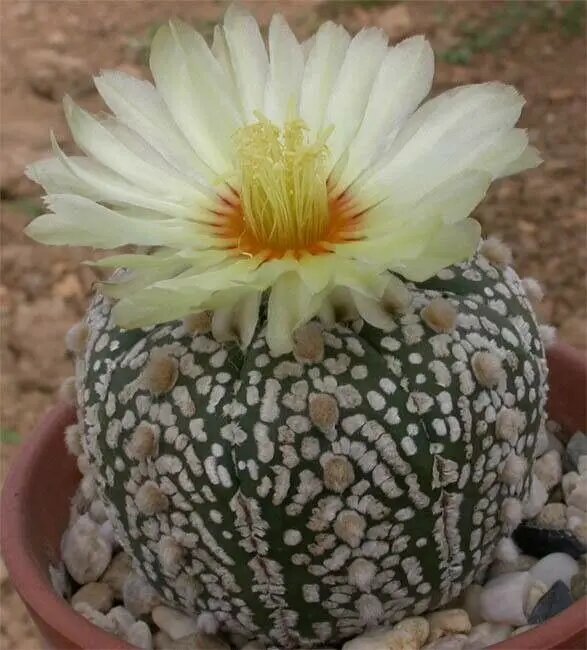 Astrophytum Asterias Flower Seeds for Planting – Heirloom Non-GMO High Germination Organic Seeds