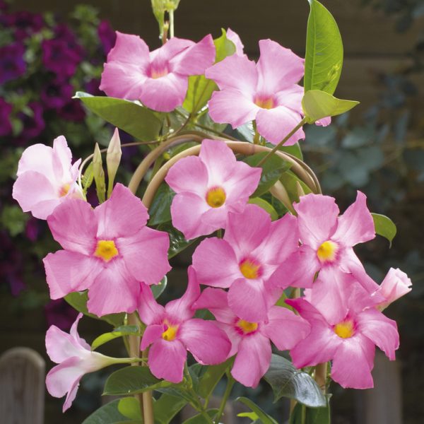 White Pink Mandevilla Flower Seeds Heirloom Non-GMO High Germination Organic Garden Seeds for Planting