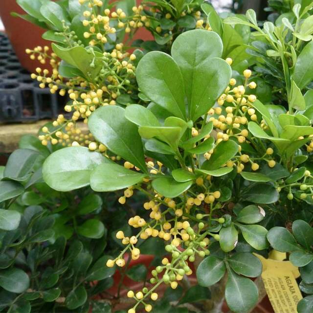 Aglaia odorata Flower Seeds for Planting – Heirloom Non-GMO High Germination Seeds