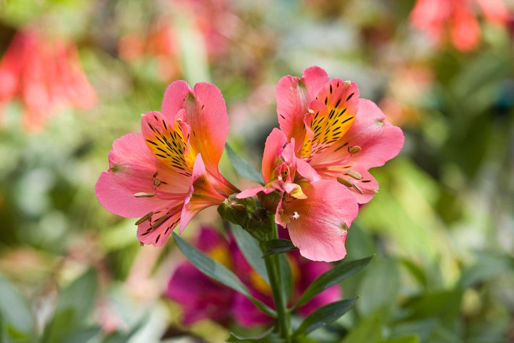 Alstroemeria Flower Seeds Perennial for Planting – Heirloom Non-GMO High Germination Organic Garden Seeds