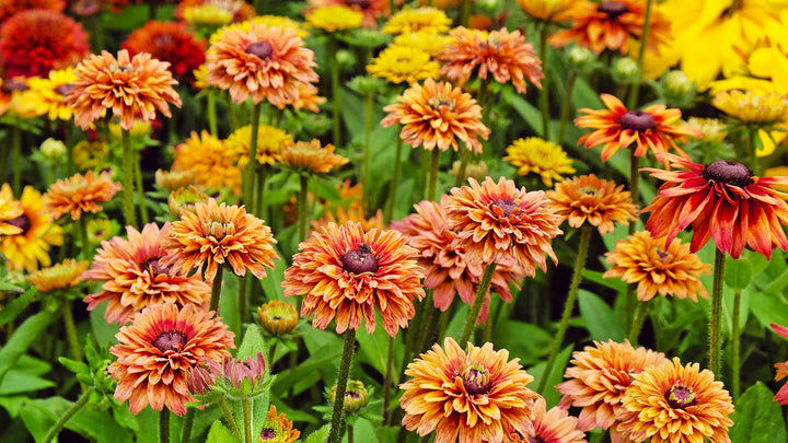 Giant Rudbeckia Orange Flower Seeds for Planting – Heirloom, Non-GMO Seeds