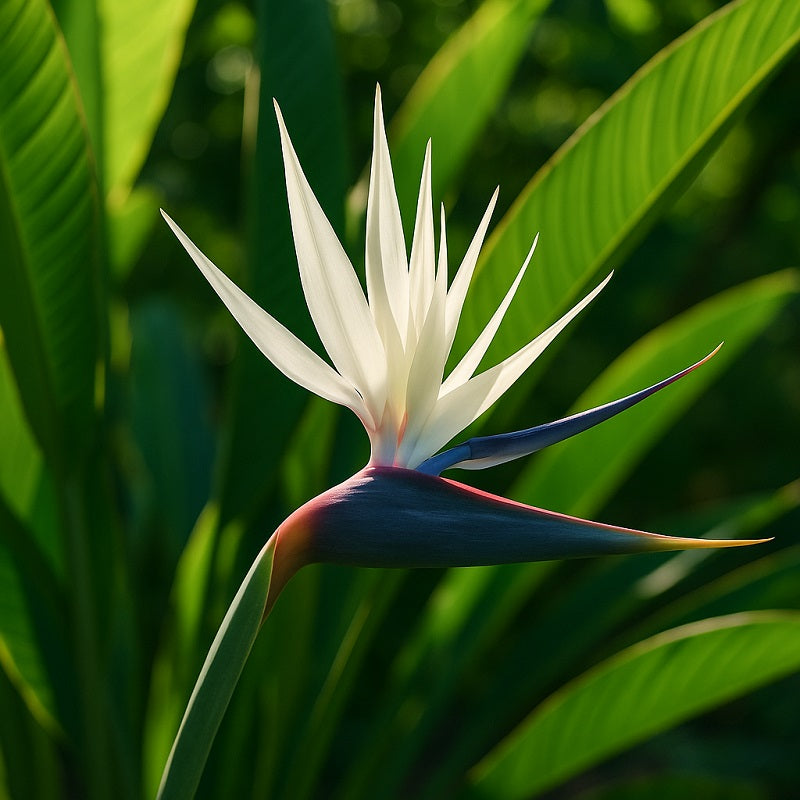 White Bird Paradise Flower Seeds for Planting – Heirloom Non-GMO Organic Garden Seeds