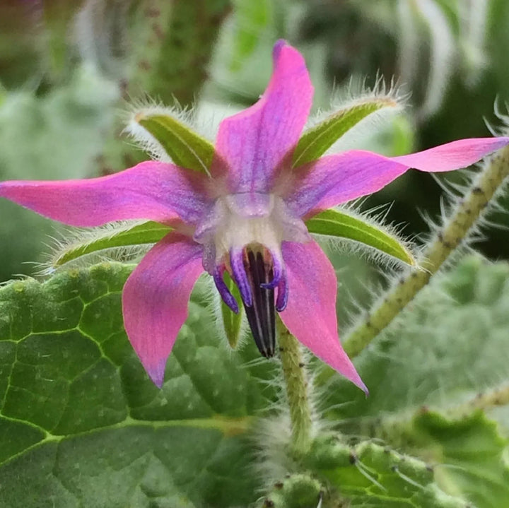 Pink Borage Flower Seeds – Heirloom, Non-GMO, High Germination Organic Garden Seeds for Planting