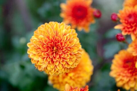 Semillas de flores de crisantemo naranjas para plantar – Semillas cimera no transgénicas de alta germinación