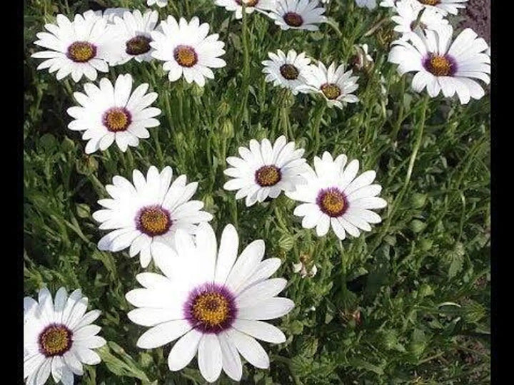 Semillas de flores de Dimorphotheca blancas – Cimarrón, sin OMG, semillas de alta germinación