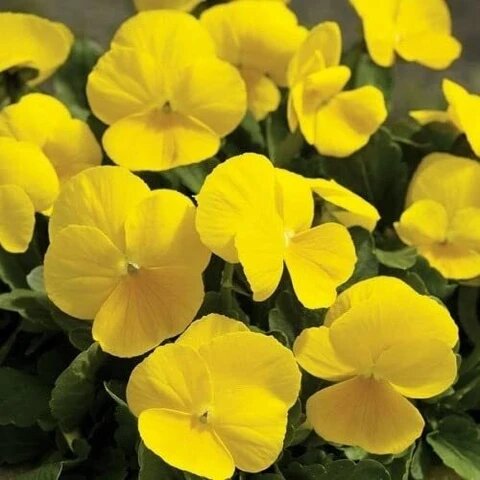Stiefmütterchen Samen Gelb – Alte Sorte, Non-GMO, hohe Keimfähigkeit Bio Garten Samen zum Pflanzen