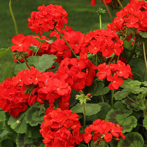 Red Geranium Flower Seeds Heirloom Non-GMO High Germination Seeds