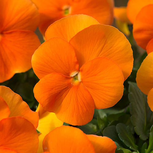 Orange Viola Flower Seeds – Heirloom, Non-GMO, High Germination Seeds