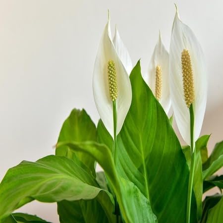Spathiphyllum Flower Seeds – Heirloom, Non-GMO, High Germination Organic Garden Seeds