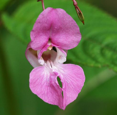 Semillas de flores rosadas de Glandulifera – Variedad tradicional, no transgénicas, de alta germinación, semillas orgánicas de jardín para plantar