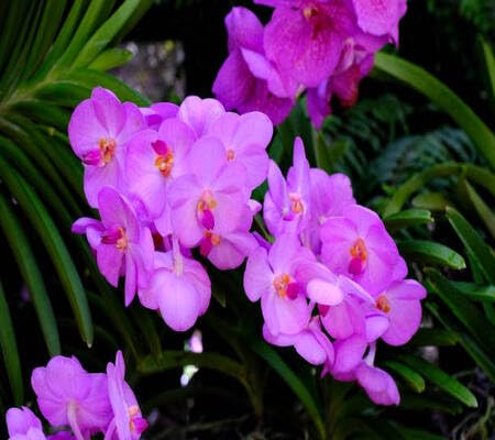Orchid Flower Seeds – Heirloom, Non-GMO, High Germination Organic Garden Seeds for Planting