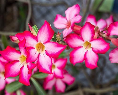 Pink White Adenium Flower Seeds Heirloom Non-GMO High Germination Organic Garden Seeds
