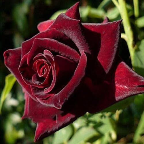 Rote Baccara-Rosenblumensamen zum Pflanzen, samenecht, gentechnikfrei, hohe Keimfähigkeit, Bio-Gartensamen