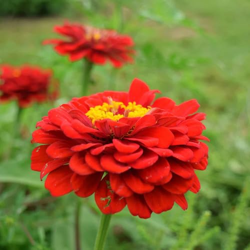 red giant flower seeds