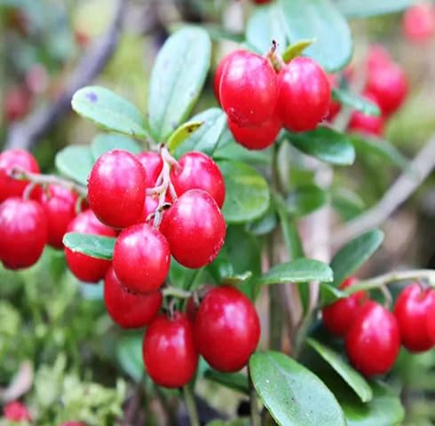 Red Cranberry Seeds – Heirloom, Non-GMO, High Germination Organic Garden Seeds