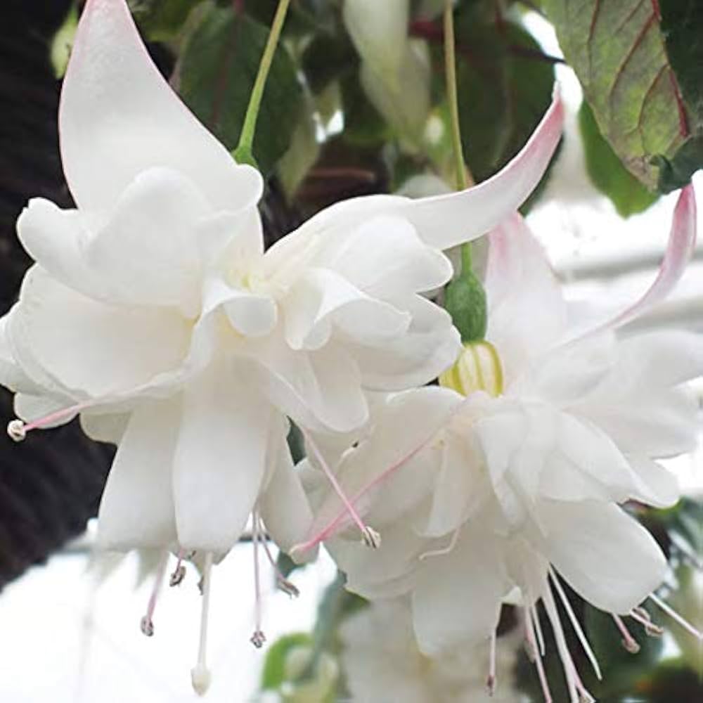 fuchsia balcony flower seeds