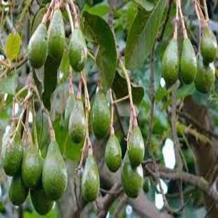Avocado Seeds Green – Heirloom, Non-GMO, High Germination Organic Garden Seeds