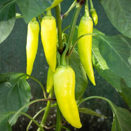 Yellow Pepper Seeds – Heirloom, Non-GMO, High Germination Organic Garden Seeds Planting