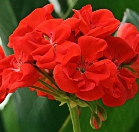 Geranium Flower Seeds – Heirloom, Non-GMO, High Germination Organic Garden Seeds for Planting