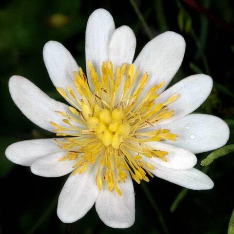 Pereskia Aculeata Flower Seeds Heirloom Non-GMO High Germination Organic Garden Seeds for Planting