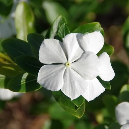 Vinca Flower Seeds White – Heirloom Non-GMO High Germination Organic Garden Seeds