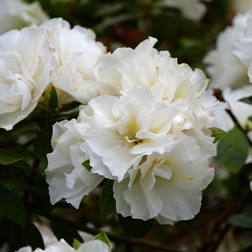 Rhododendron Flower Seeds for Planting – Heirloom Non-GMO High Germination Organic Garden Seeds