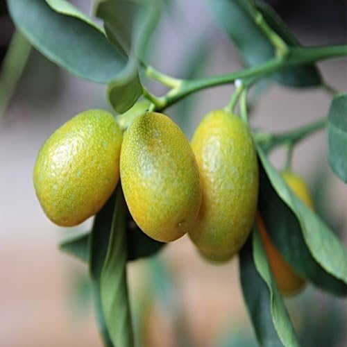 Kumquat Seeds Orange – Heirloom, Non-GMO, High Germination Organic Garden Seeds