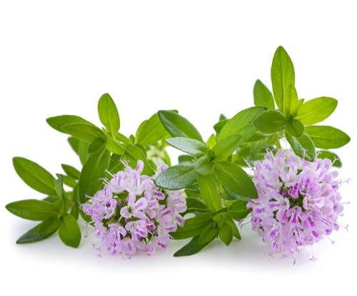 Perennial Thyme Flower Seeds – Heirloom, Non-GMO, High Germination Seeds