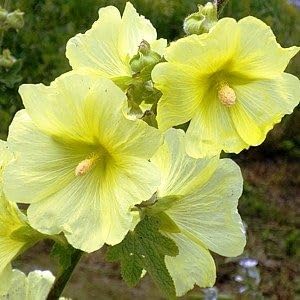 hollyhock flower yellow heirloom non-gmo seeds