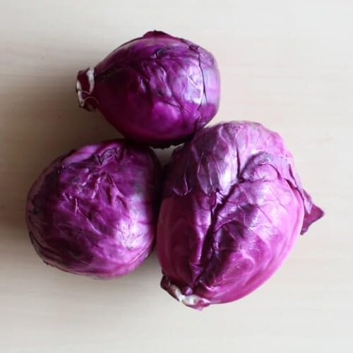 Red Cabbage Seeds – Heirloom, Non-GMO, High Germination Organic Garden Seeds Planting