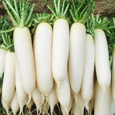 Radish Seeds – Heirloom, Non-GMO, High Germination Organic Garden Seeds Planting