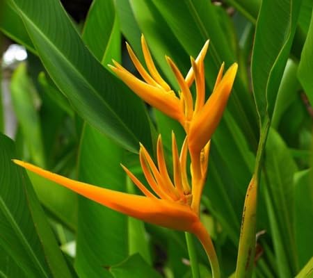 Heliconia Flower Seeds – Heirloom, Non-GMO, High Germination Organic Garden Seeds for Planting