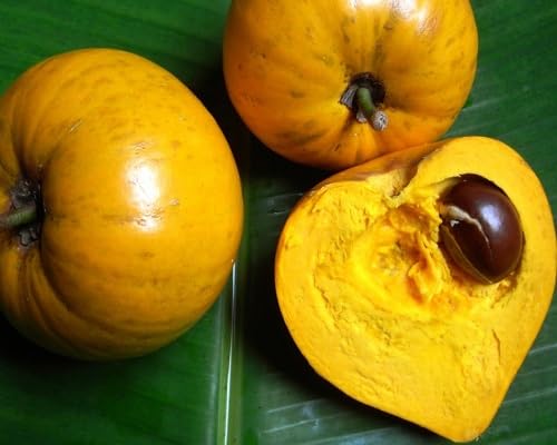Loquat Seeds Orange Heirloom Non-GMO High Germination Organic Garden Seeds for Planting