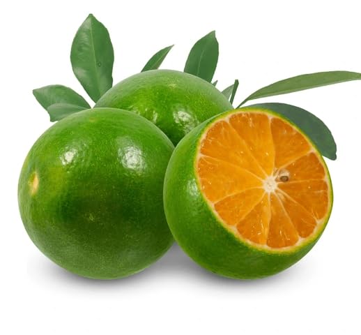 Calamansi Seeds – Heirloom, Non-GMO, High Germination Organic Garden Seeds