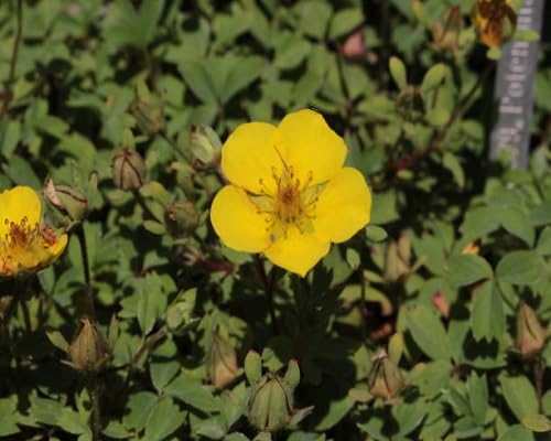 Yellow Potentilla Flowers Seeds – Heirloom Non-GMO High Germination Organic Garden Seeds
